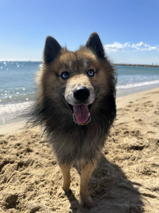 Blue, Enzo and Kim's dog, on the beach in California